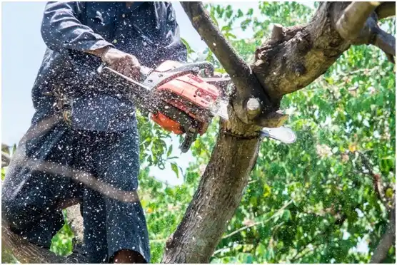 tree services Quincy